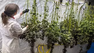 Cannabis wird vorerst nicht wieder verboten