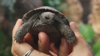 100-jährige Galapagos-Schildkröte wird erstmals Mutter