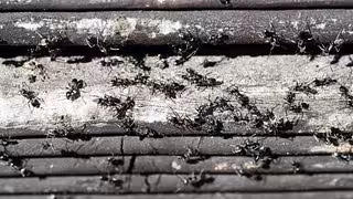 Invasive Ameisenart verursacht Schäden in Deutschland