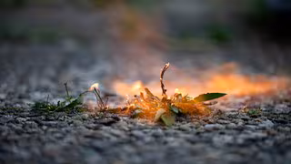 Gras roden mit Feuer: Für Brandrodung gelten strenge Regeln