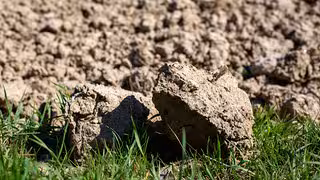 Experte: Landwirtschaft ist bei Trockenheit "an der Kante genäht"