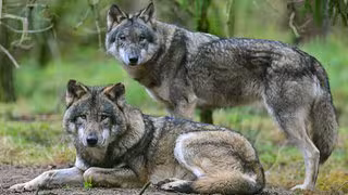 Jagd auf Wölfe: Bundesrat fordert erleichterten Abschuss