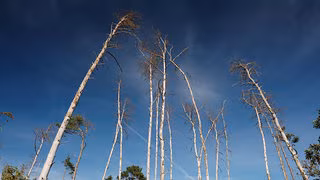 Dürre im Frühjahr: Waldbrandgefahr steigt in vielen Regionen