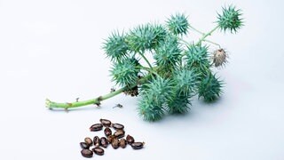 Rizin: Wie gefährlich ist das Gift?