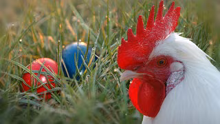 Vor hundert Jahren brachten auch Hahn, Fuchs und Storch die Eier