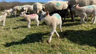Wie lange gibt es in Wales noch Osterlämmer?