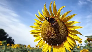 Insektensterben: Neue Studie sieht große Forschungslücken