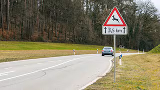 Schwere Wildunfälle oft wegen falscher Reaktion