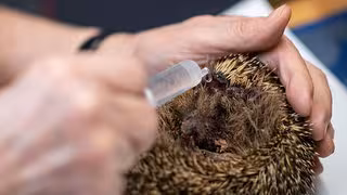 Um Igel zu schützen: Nachtfahrverbot für Mähroboter in Leipzig