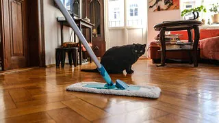 Neumieter können auf tierhaarfreier Wohnung bestehen