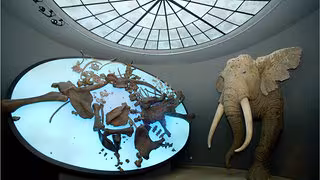 Der Waldelefant könnte noch heute bei uns leben – zusammen mit Elch und Wisent