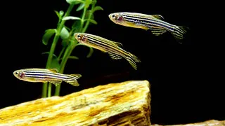 Weniger Tierversuche in Sachsen, mehr Zebrafische getötet