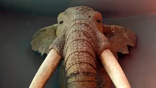 Der Waldelefant könnte noch heute bei uns leben – zusammen mit Elch und Wisent