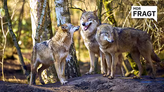 Streitthema Wolf: Hoher Zuspruch für geringeren Schutzstatus