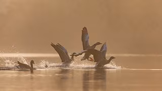 Fast 2.000 invasive Arten in Deutschland heimisch