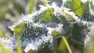 Frost im Mai: Was ist noch dran an der Bauernregel mit den Eisheiligen?