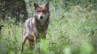 EU-Parlament stimmt für leichteren Wolfs-Abschuss