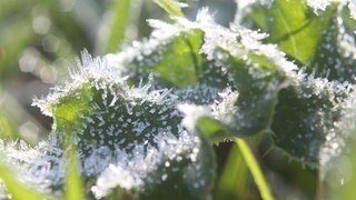 Eisheilige: Was ist dran an der Bauernregel – und wann  gibt es den letzten Frost?
