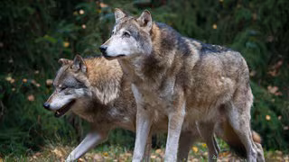 Jagd auf Wölfe erleichtert: Bauernverbände in Mitteldeutschland begrüßen EU-Entscheidung