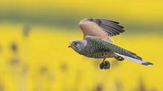 Darf ich auch Greifvögel zählen?