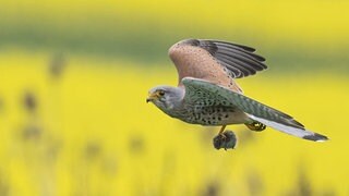 Darf ich auch Greifvögel zählen?