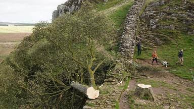 Schuldspruch im Prozess um "Robin Hood"-Baum