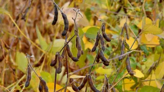 Futtermittel aus Europa statt aus Brasilien