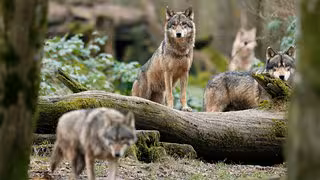 Neues Wolfsterritorium in Thüringen ausgewiesen