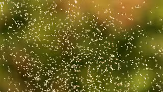 Mückenfreier Mai ist nur eine Momentaufnahme