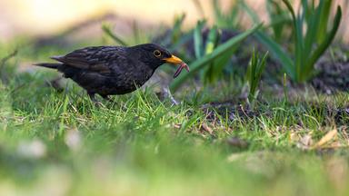 Weniger Vögel in Gärten und Parks