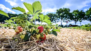 Suche nach Hilfskräften wird für Landwirte schwieriger
