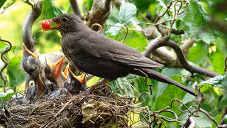 Nabu Vogelzählung: Amsel und Sperling geht es schlecht
