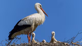 Klapperstorch, Klima, Kanibalismus: Müssen wir den Zugvogel neu denken?