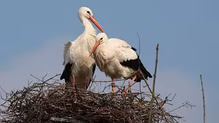 Klapperstorch, Klima, Kanibalismus: Müssen wir den Zugvogel neu denken?