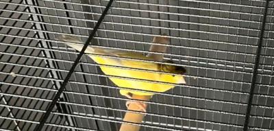 Wie geht es eigentlich Ringo, dem EM-Vogel der Nationalspieler?