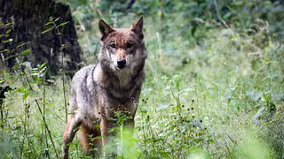 EU billigt schnelleren Abschuss von Wölfen