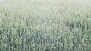 Regen nach Dürre: Nur Tropfen auf das heiße Feld?