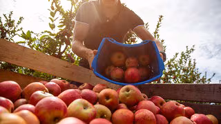 Nach Frostjahr: Obstbauern hoffen auf gute Ernte