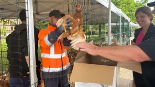 Gratistiere für Haushalte: Colmar ist aufs Huhn gekommen