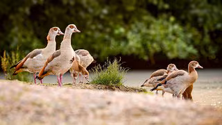 Invasive Nilgans in Deutschland weiter verbreitet als heimische Graugans