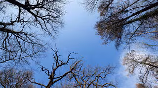 Lage bleibt ernst: Nur jeder fünfte Baum im deutschen Wald ist gesund