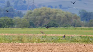 Ernteausfälle durch Saatkrähen – Bauernverband fordert Abschuss-Erlaubnis