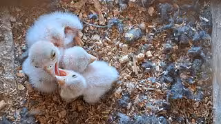 Brutplätze wegsaniert: Darum haben es die Turmfalken so schwer in Sachsen