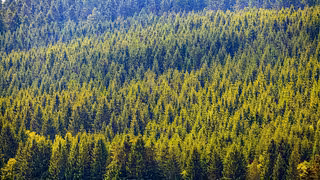 "Grünes Herz Deutschland": Wie Thüringen Landwirtschaft und Tourismus vermarkten will