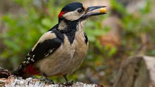 Zitrone, ja bitte: Viele Vögel mögen's sauer