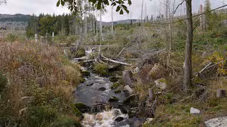 Waldforschung im Harz beschreitet neue Wege