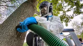 Grundstückseigentümer müssen Eichenprozessionsspinner auf eigene Kosten entfernen