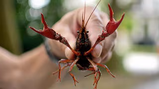 Forscher warnen: Amerikanischer Sumpfkrebs breitet sich in Leipzig aus