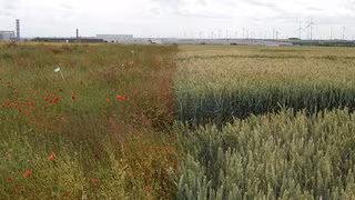 Mit Blühstreifen die Artenvielfalt retten?