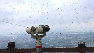 Lovebugs machen Menschen in Seoul zu schaffen